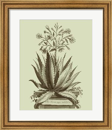 Framed Vintage Aloe I Print