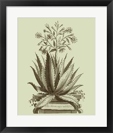 Framed Vintage Aloe I Print