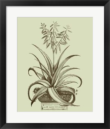 Framed Vintage Aloe II Print