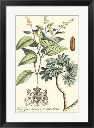 Framed Imperial Foliage IV Print