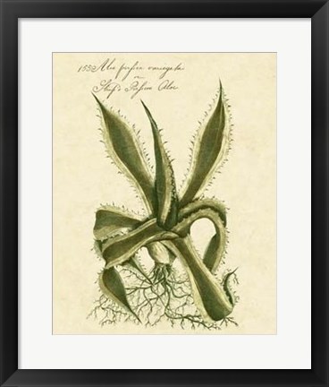 Framed Thornton Exotics III Print