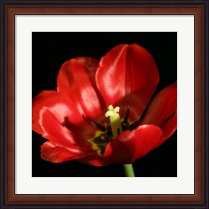 Framed Shimmering Tulips IV Print