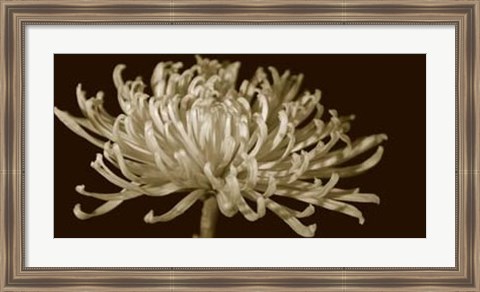 Framed Mammoth Mums I Print