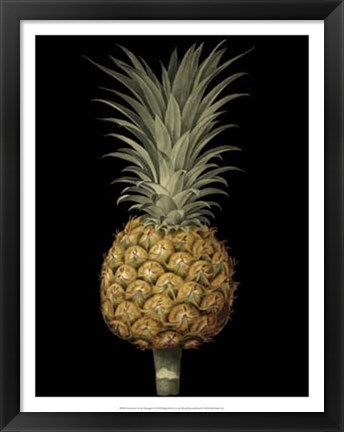 Framed Brookshaw Exotic Pineapple II Print