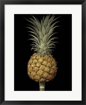 Framed Brookshaw Exotic Pineapple II Print