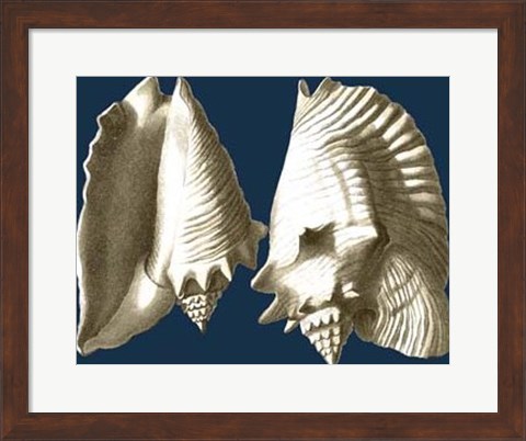 Framed Conch Shells on Navy I Print