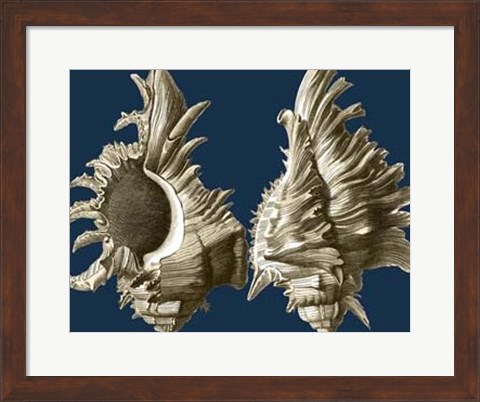 Framed Conch Shells on Navy II Print