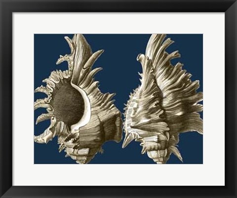 Framed Conch Shells on Navy II Print