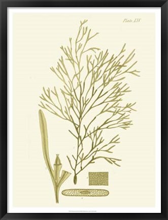 Framed Dramatic Seaweed II Print