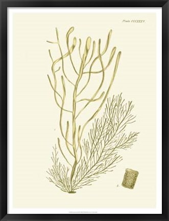 Framed Dramatic Seaweed III Print