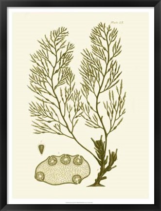 Framed Dramatic Seaweed IV Print