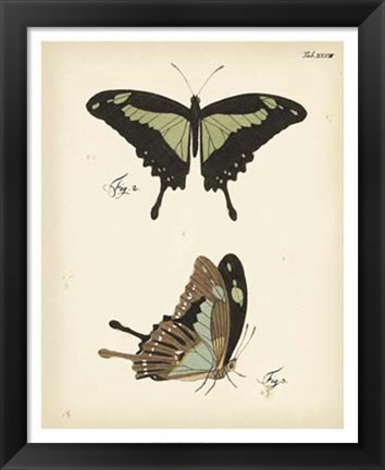 Framed Butterfly Profile III Print