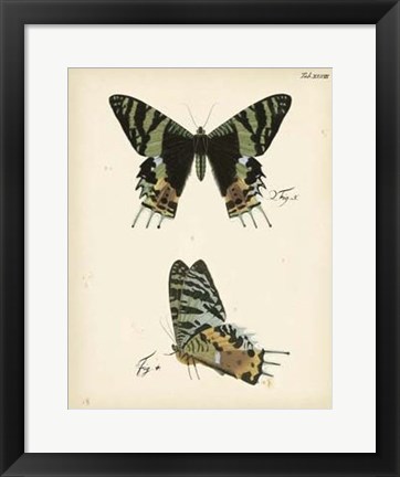 Framed Butterfly Profile IV Print