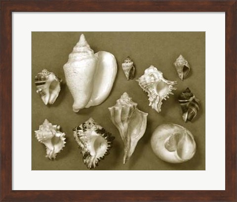 Framed Shell Collector Series II Print