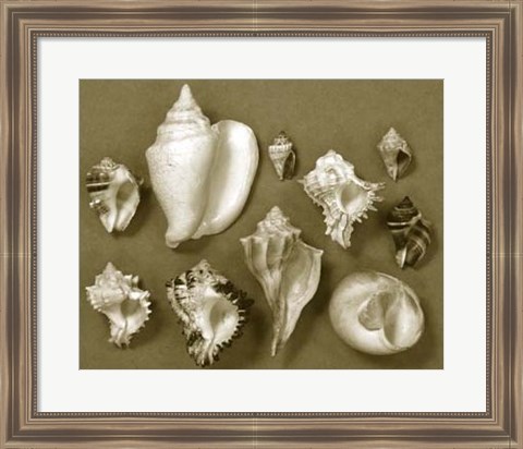 Framed Shell Collector Series II Print