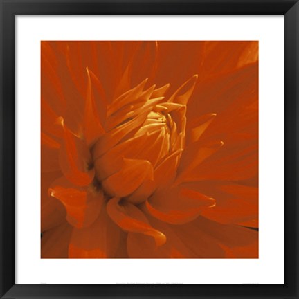 Framed Dahlia Print