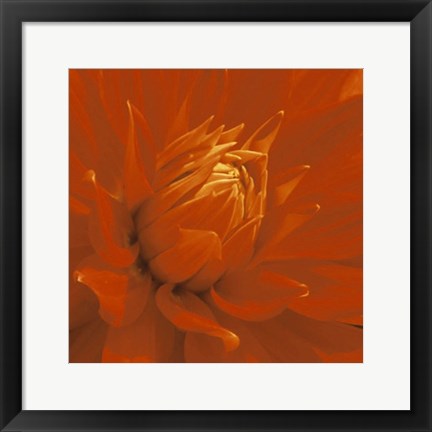 Framed Dahlia Print