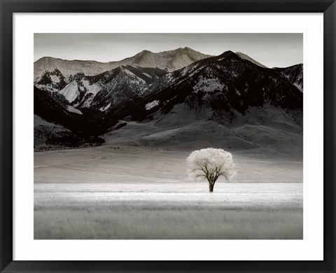 Framed Solitary Tree Print