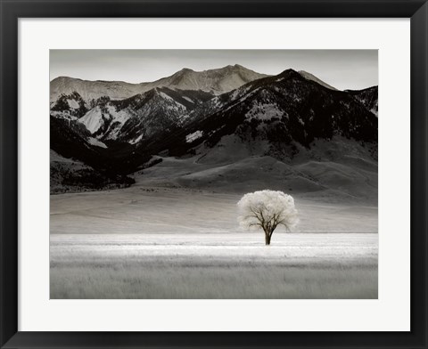 Framed Solitary Tree Print