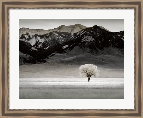 Framed Solitary Tree Print