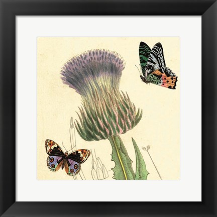 Framed Field Thistle Print