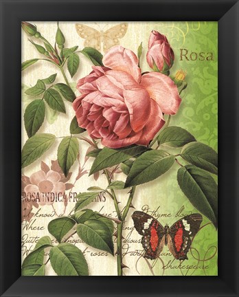 Framed Rose Splendor II Print