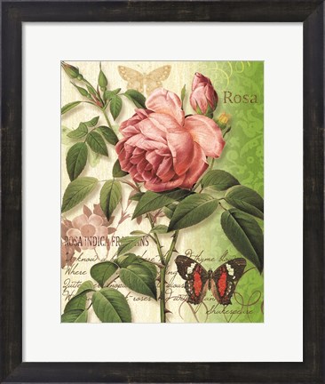 Framed Rose Splendor II Print