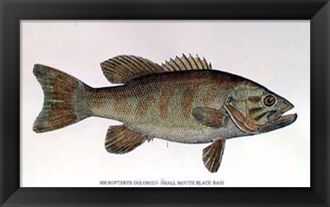 Framed Small Mouth Bass Print