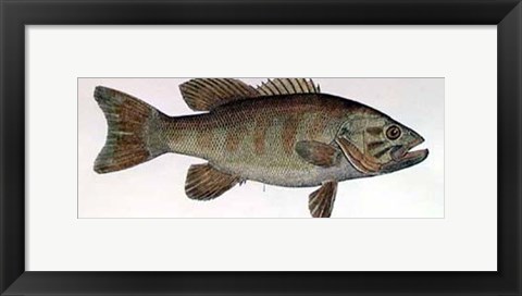 Framed Small Mouth Bass Print