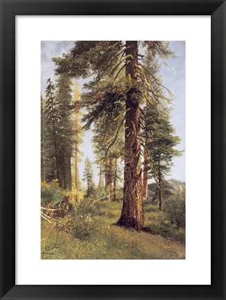 Framed California Redwoods Print