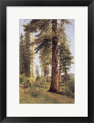 Framed California Redwoods Print