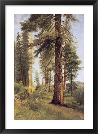 Framed California Redwoods Print