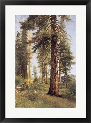 Framed California Redwoods Print