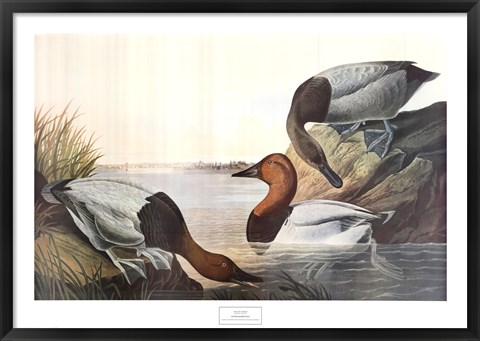 Framed Canvas Backed Duck Print