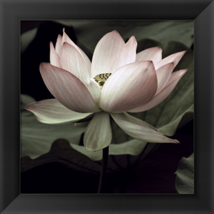 Framed Lotus I Print