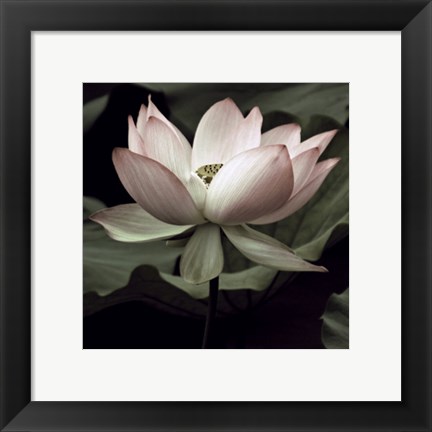 Framed Lotus I Print