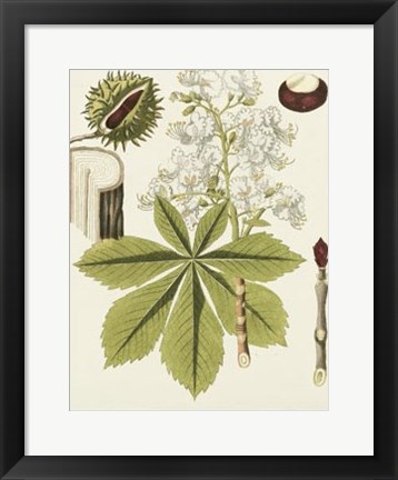 Framed Horse Chestnut Print