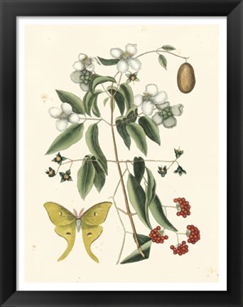 Framed Butterfly and Botanical III Print