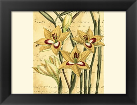 Framed French Gladiola Print