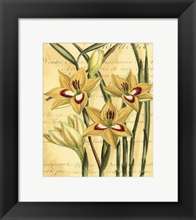 Framed French Gladiola Print