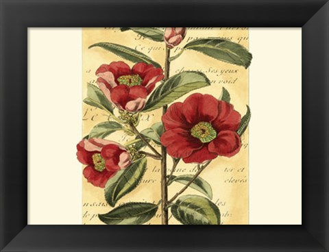 Framed French Camelia Print