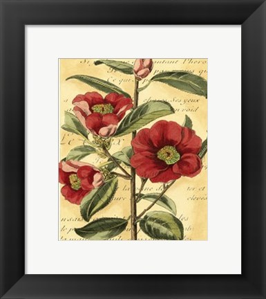 Framed French Camelia Print