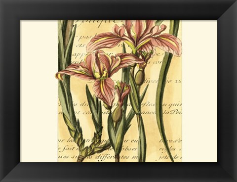 Framed French Iris Print