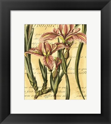 Framed French Iris Print