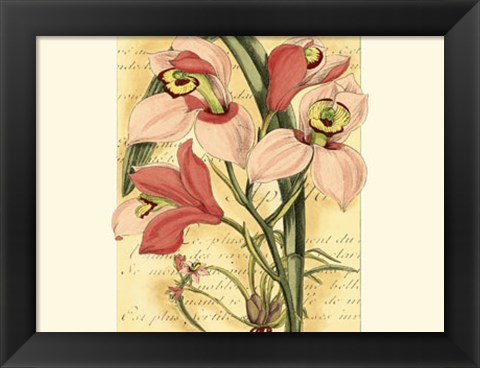 Framed French Orchid Print