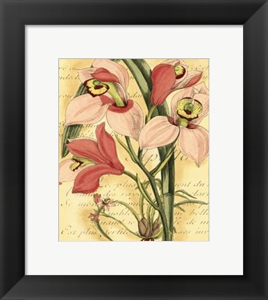 Framed French Orchid Print