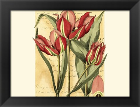 Framed French Tulip Print