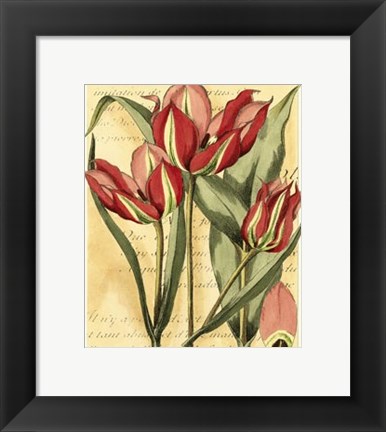 Framed French Tulip Print