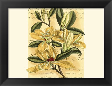 Framed French Magnolia Print