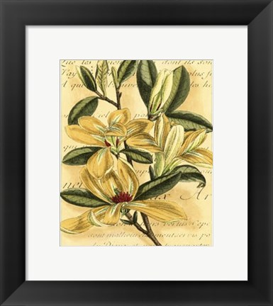 Framed French Magnolia Print